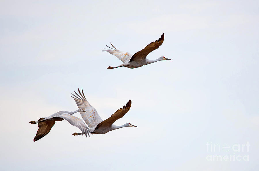 Crane Photograph - Sandhill Cranes Flying by Paul Mashburn
