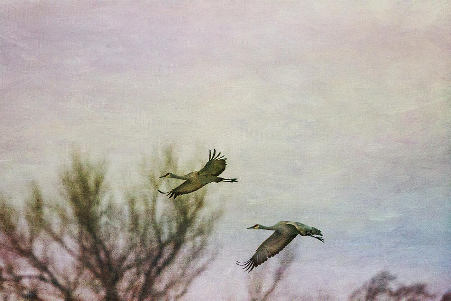 Sandhill Cranes Flying - Texture Photograph by Kathy Adams Clark