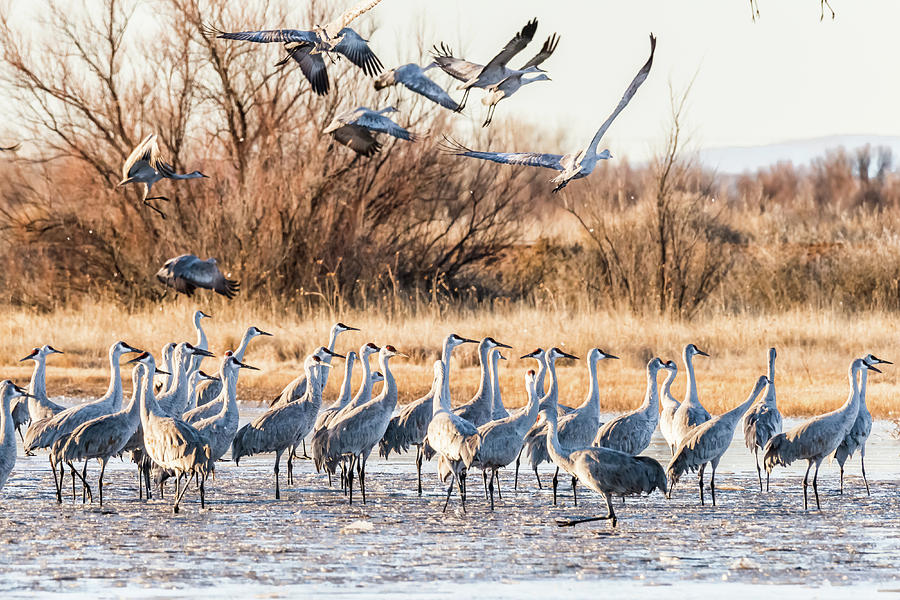 Sandhill Cranes Group 7 Photograph by Robert Wrenn | Fine Art America