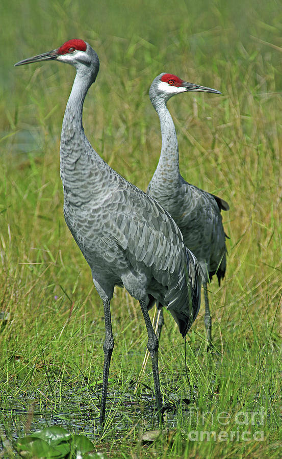 Sandhill Cranes He and She Photograph by Larry Nieland
