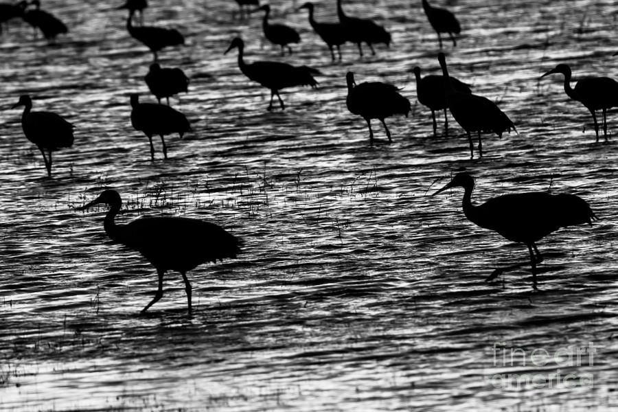 Sandhill Cranes in Black and White Photograph by John Greco