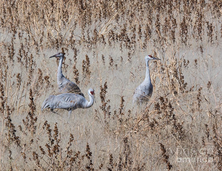 Sandhill Cranes in Field Photograph by John Greco