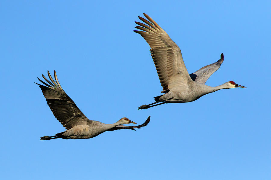 Sandhill Cranes in Flight 2 Photograph by Gary Hall