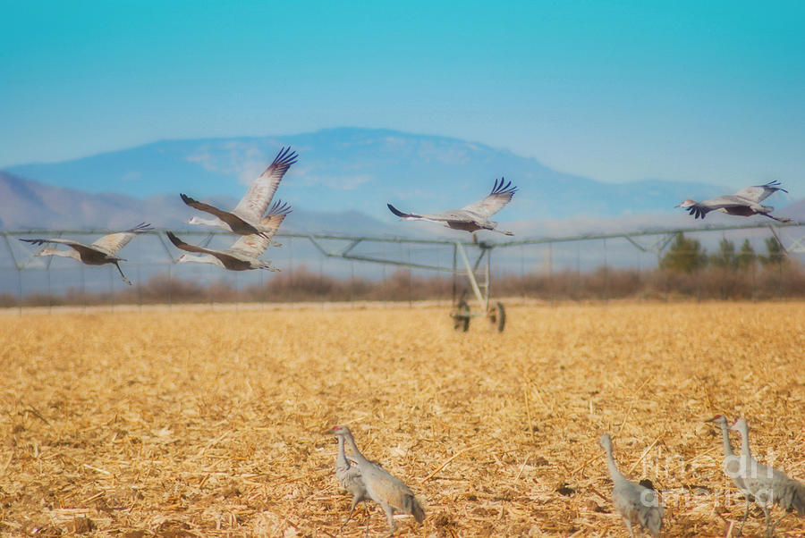 Sandhill Cranes In Flight Photograph by Donna Greene