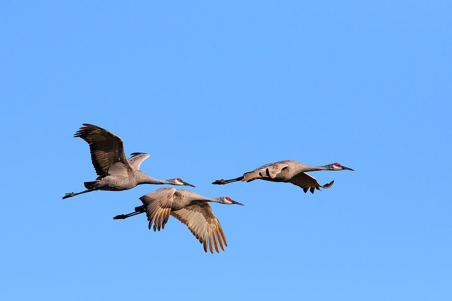 Sandhill Cranes in Flight Photograph by Gary Hall