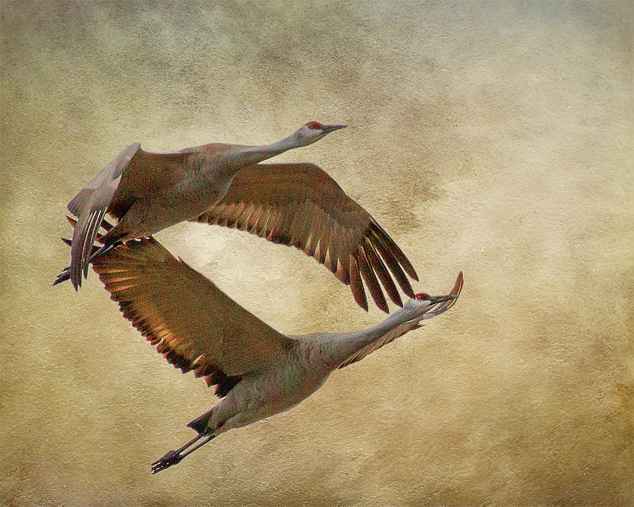 Sandhill Cranes in flight Photograph by Lowell Monke - Pixels