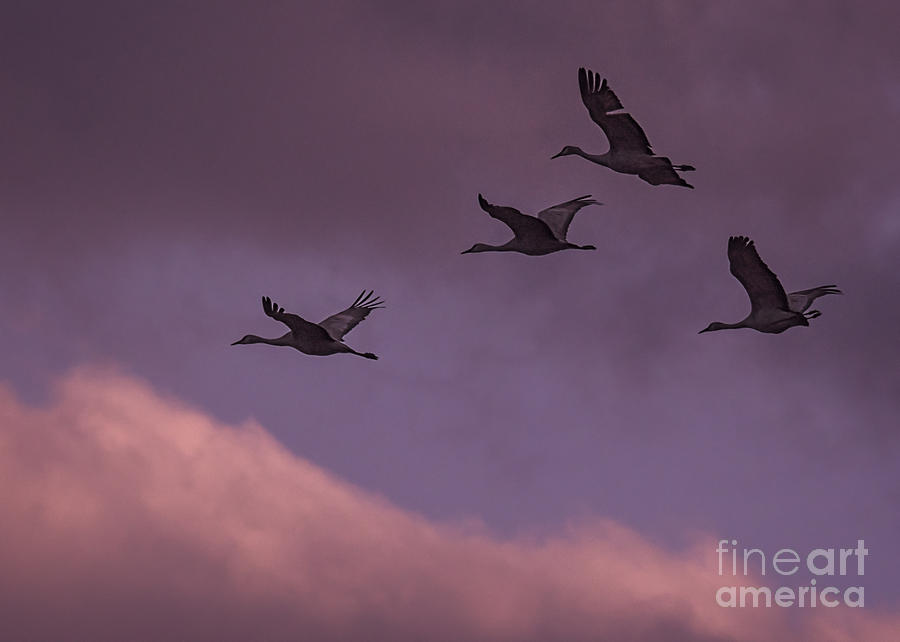 Sunset Photograph - Sandhill Cranes In Flight by Priscilla Burgers