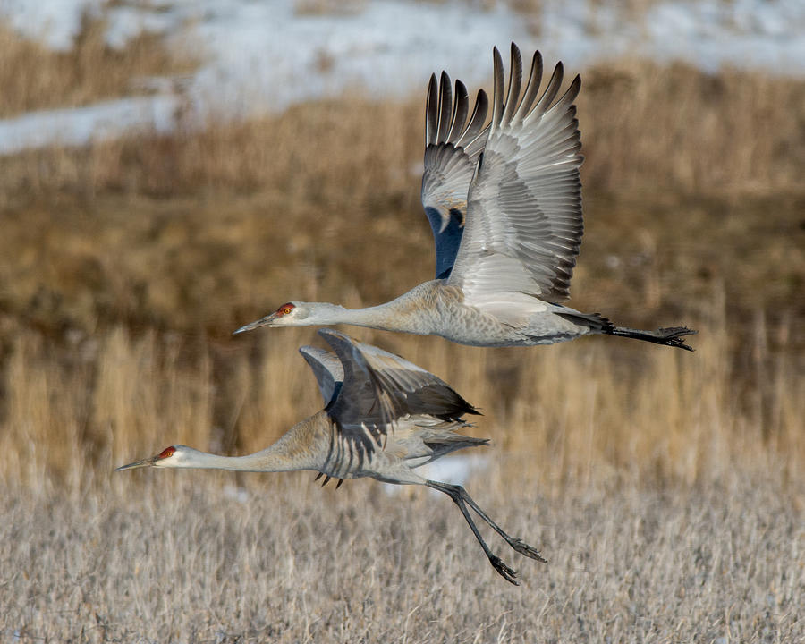 Nature Photograph - Sandhill Cranes in Flight by Richard Kitchen