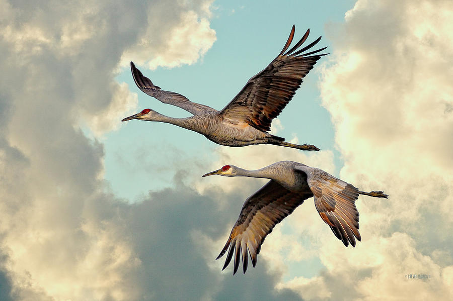 Sandhill Cranes in Flight Photograph by Steven Llorca