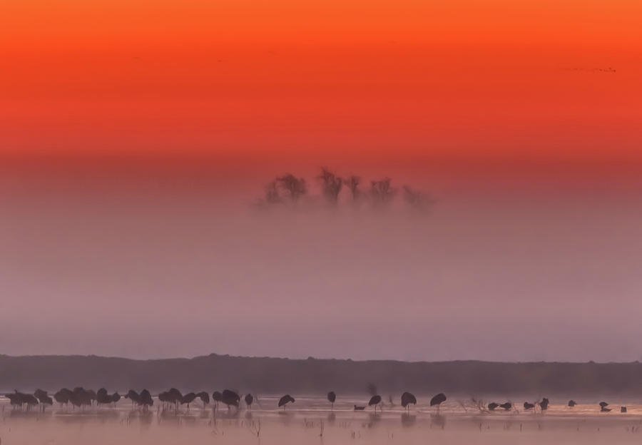 Sandhill Cranes in Fog at Sunrise Photograph by Marc Crumpler