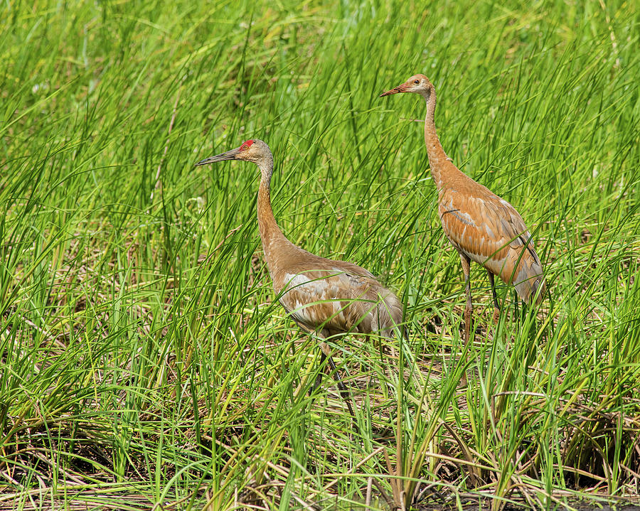 Crane Photograph - Sandhill Cranes in Tall Grass by Morris Finkelstein