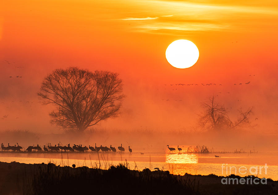 Sandhill Cranes In The Misty Sunrise Photograph by Mimi Ditchie