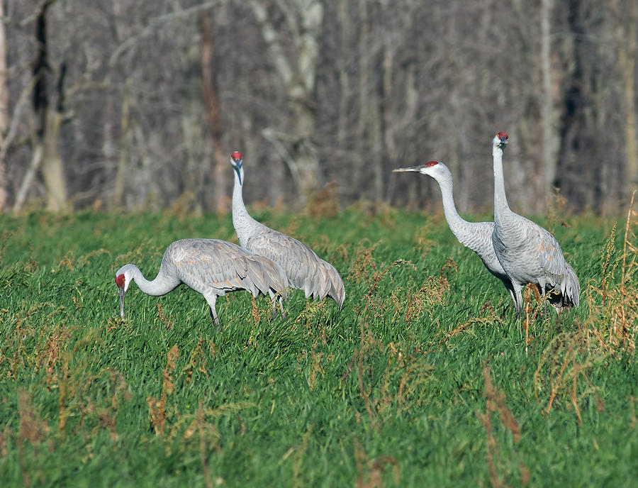 Sandhill Cranes Photograph by Jim Zablotny