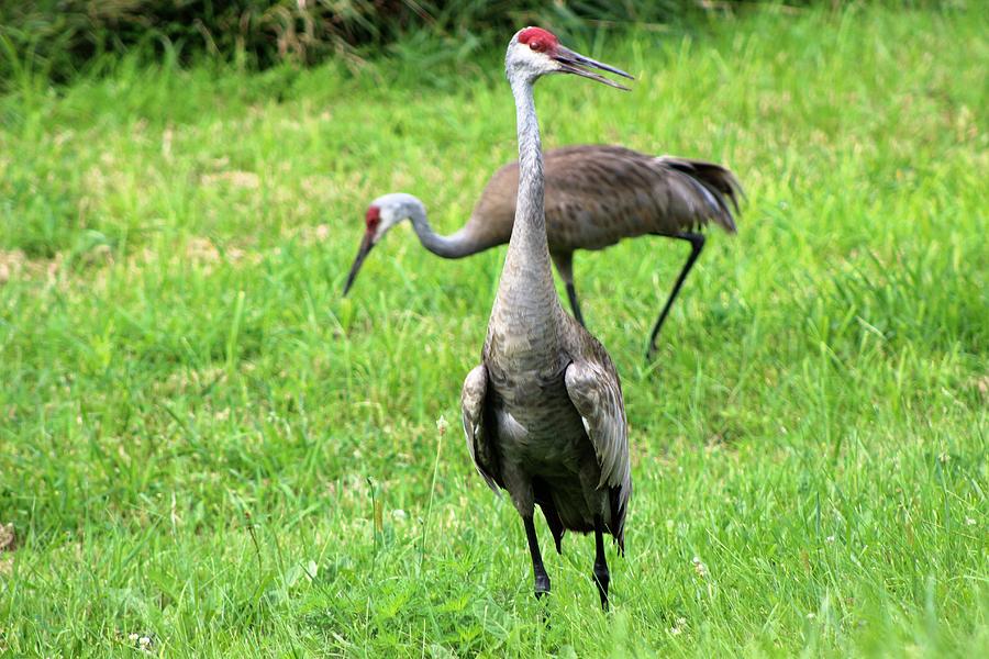 Sandhill Cranes Photograph by Lew Wescott - Fine Art America