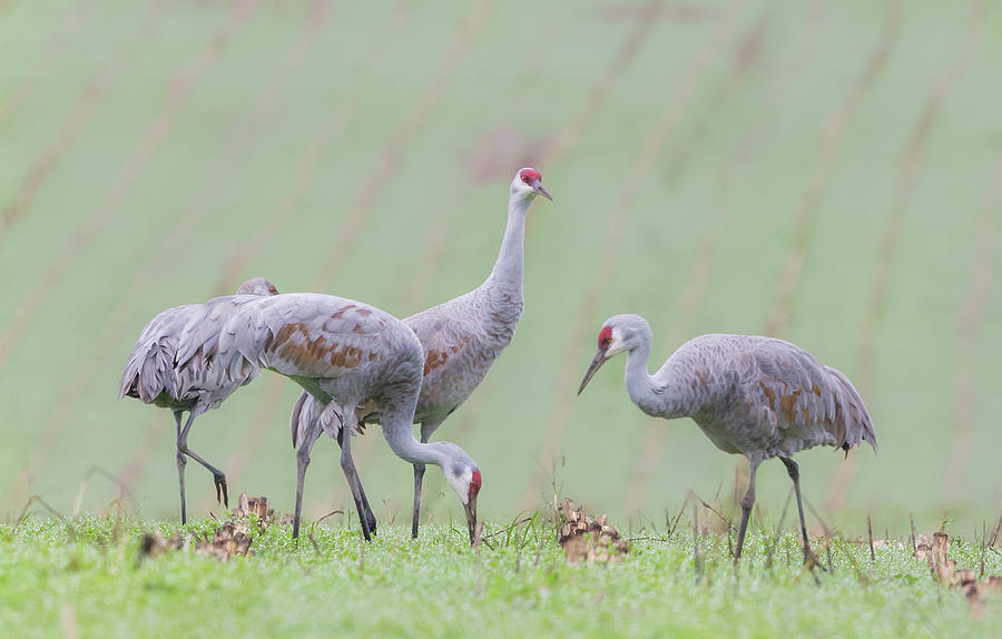 Sandhill Cranes of Ridgefield Photograph by Angie Vogel