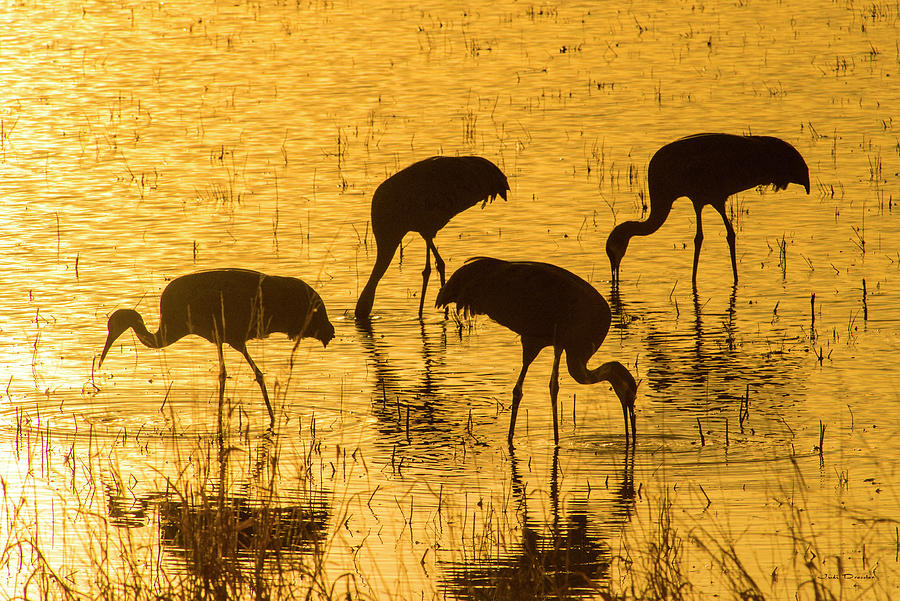 Sandhill Cranes on Golden Pond Photograph by Judi Dressler