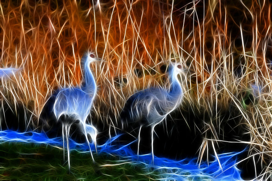 Sandhill Cranes Pair Fractal Photograph by Lawrence Christopher