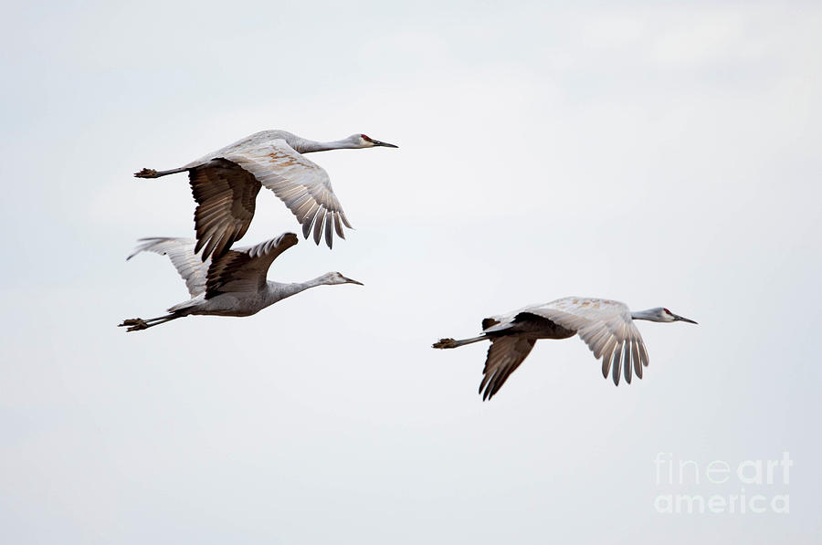 Sandhill Cranes Photograph by Paul Mashburn