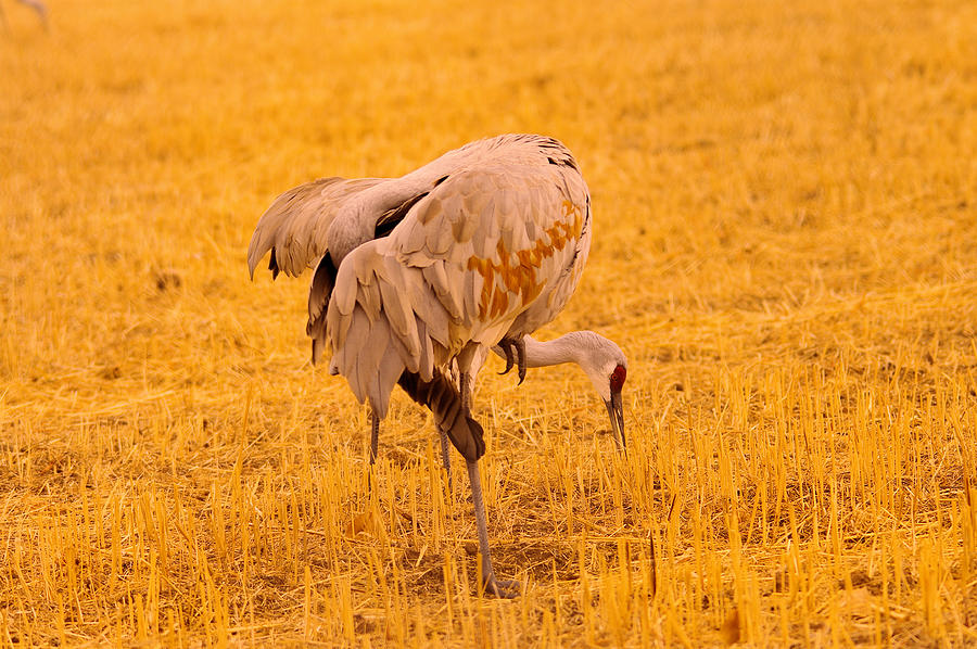Sandhill Cranes Pecking The Ground Photograph
