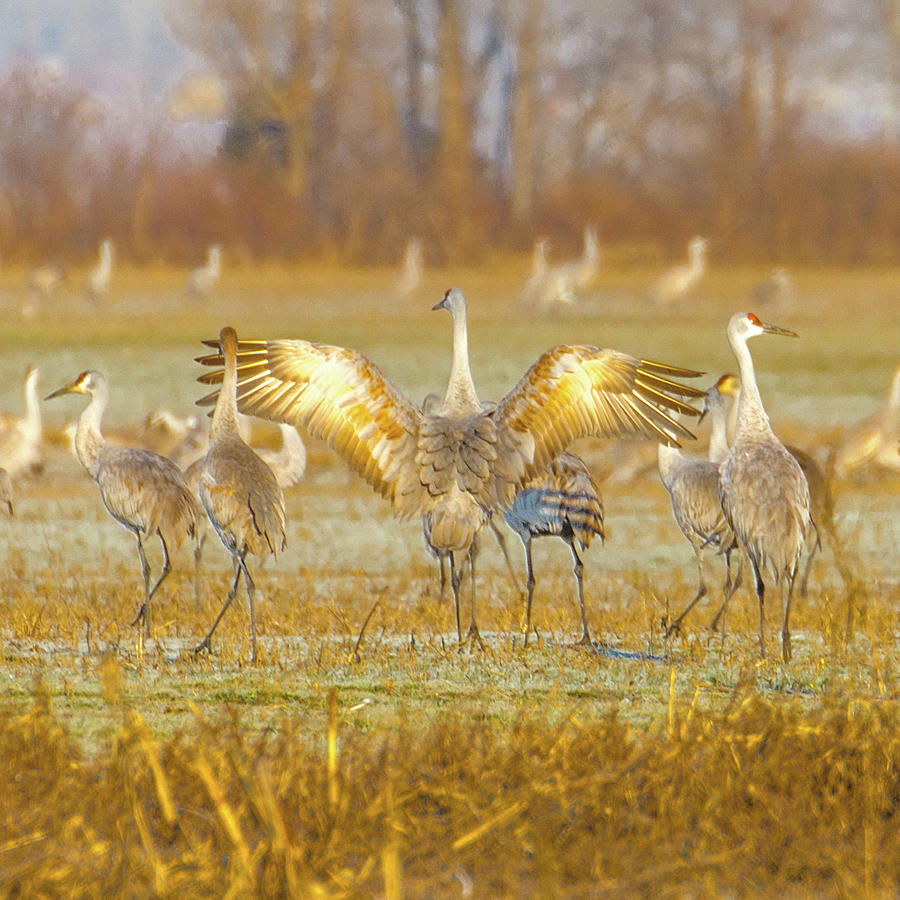 Sandhill Cranes Posturing 1 Photograph by Robert Wrenn - Fine Art America