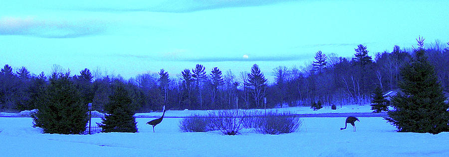 Sandhill Cranes Reflecting in the Moonlight Photograph by Randy Rosenberger