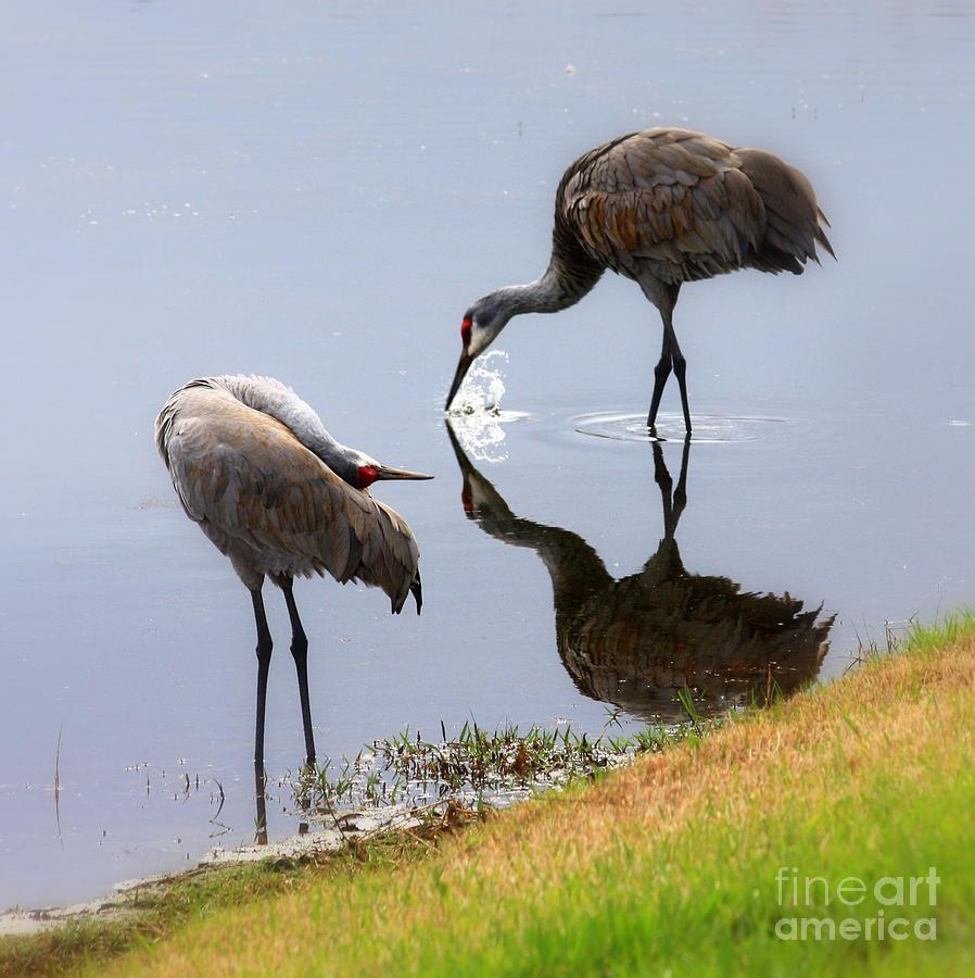Bird Photograph - Sandhill Cranes Reflection on Pond by Carol Groenen