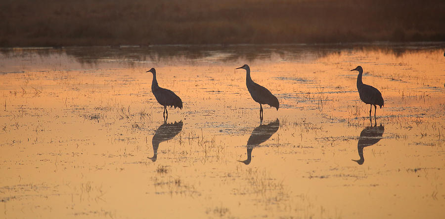 Sandhill Cranes Reflections Photograph by Jean Clark