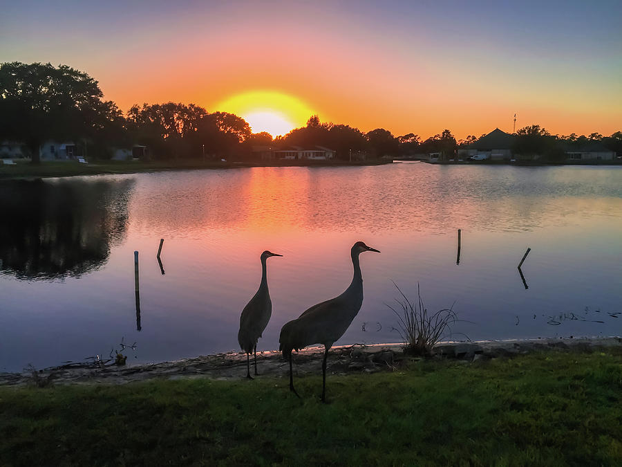 Sandhill cranes silhouette at sunset Photograph by Zina Stromberg