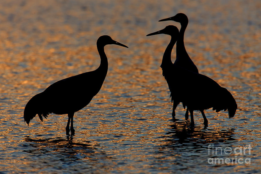 Sandhill Cranes Sunset Silhouettes II Photograph by Clarence Holmes