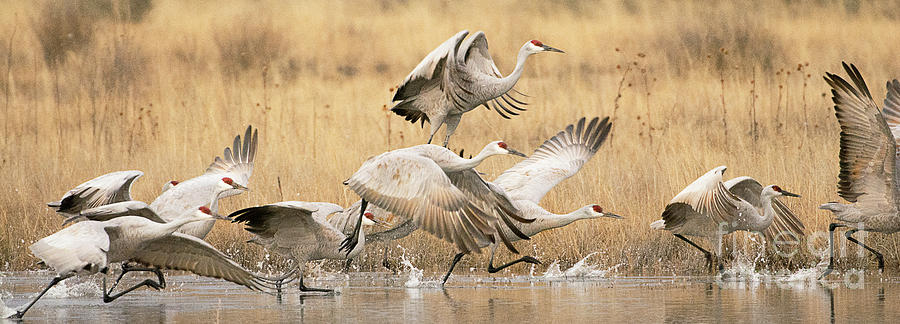 Crane Photograph - Sandhill Cranes Taking Flight by Dennis Hammer