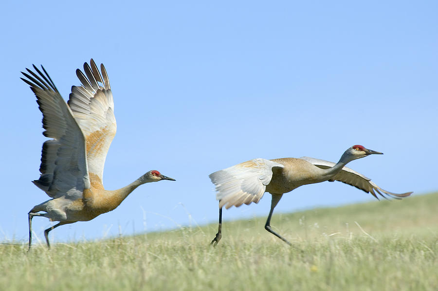 Sandhill Cranes Taking Flight Photograph by Gary Beeler