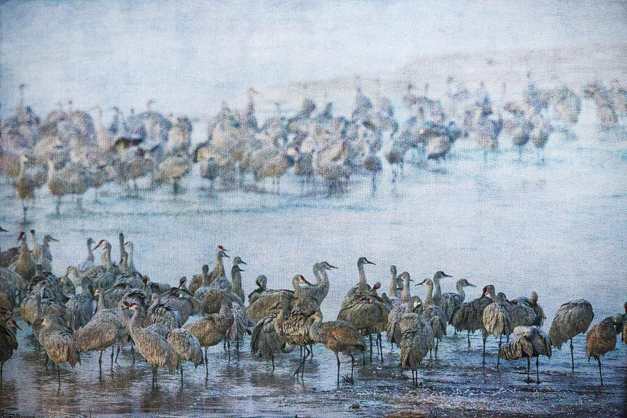 Sandhill Cranes Texture Photograph by Kathy Adams Clark