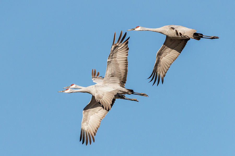 Sandhill Cranes Trio 11 Photograph By Robert Wrenn - Fine Art America