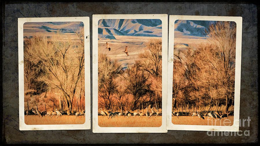 Sandhill Cranes Triptych Photograph by Priscilla Burgers