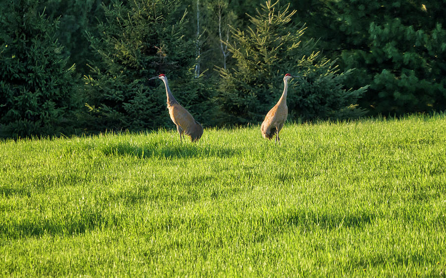Sandhill Cranes - Wisconsin Photograph by Steven Ralser