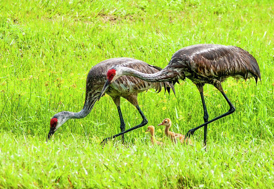 Sandhill Cranes With Chicks Photograph by Norman Johnson | Fine Art America