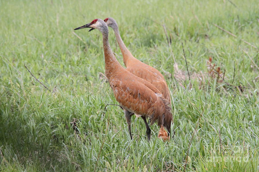 Sandhill cranes with young Photograph by Jim Phares - Fine Art America