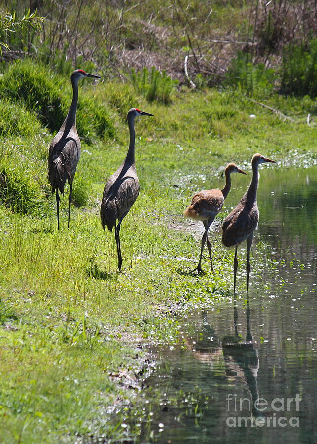 Bird Photograph - Sandhill Family by the Pond by Carol Groenen
