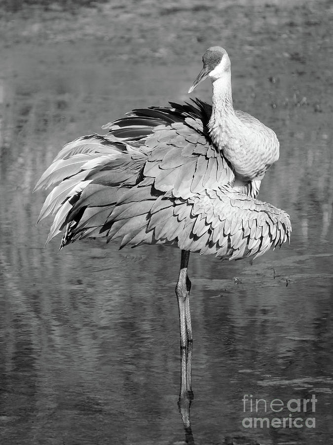 Sandhill in Pond Black and White Photograph by Carol Groenen