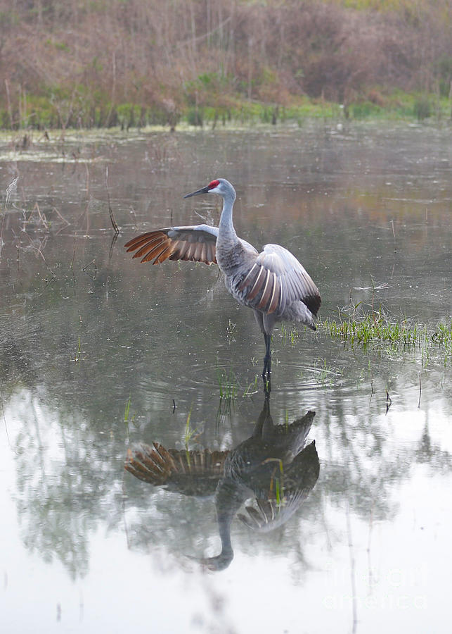 Sandhill Morning Dip Photograph By Carol Groenen Pixels