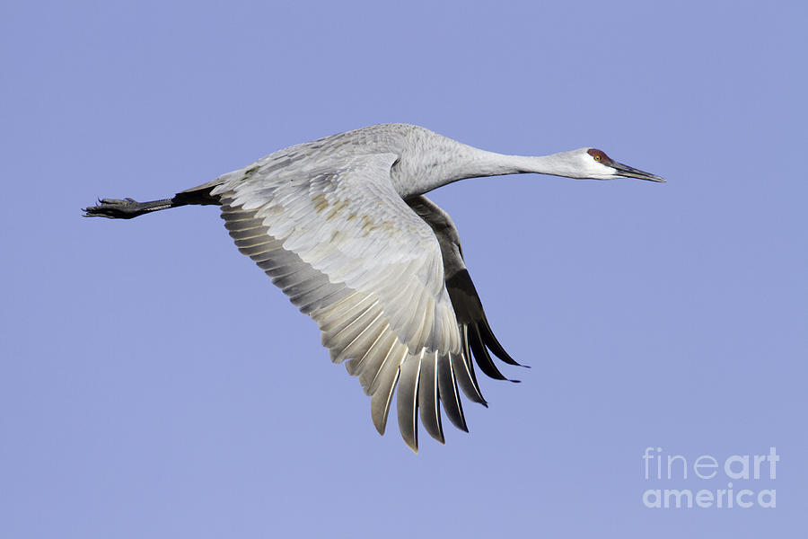Crane Photograph - Sandhill on a clear morning by Bryan Keil