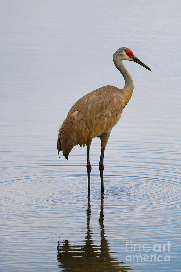 Crane Photograph - Sandhill Standing in Peaceful Pond by Carol Groenen