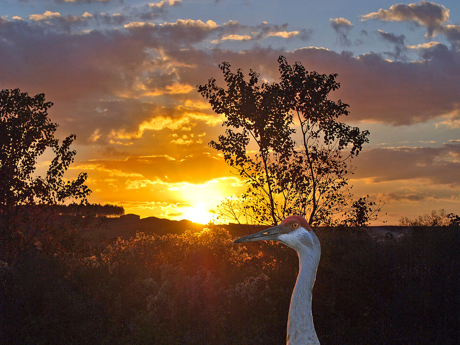 Crane Photograph - Sandhill Sundown by Adele Moscaritolo