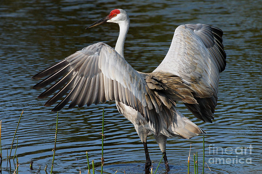 Sandhill Crane Wingstretch Photograph by Larry Nieland