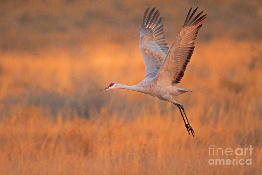 Crane Photograph - Sandhill with the glow of sunrise by Ruth Jolly