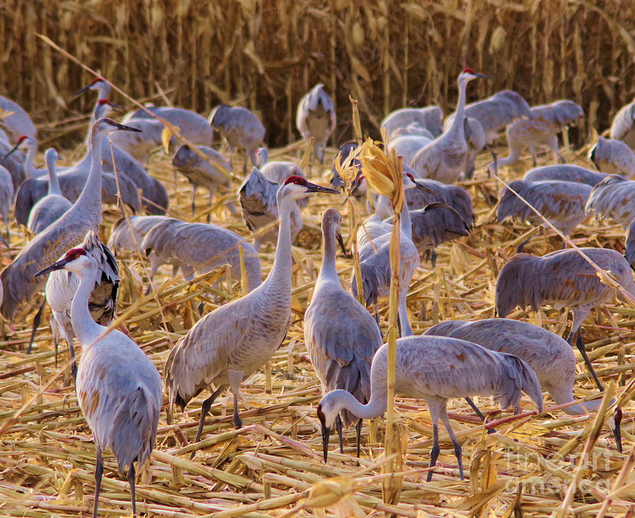 Sandhills in a cornpatch Photograph by Jeff Swan
