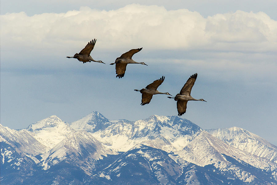 Sandhills In Flight Photograph by Gary Benson - Fine Art America