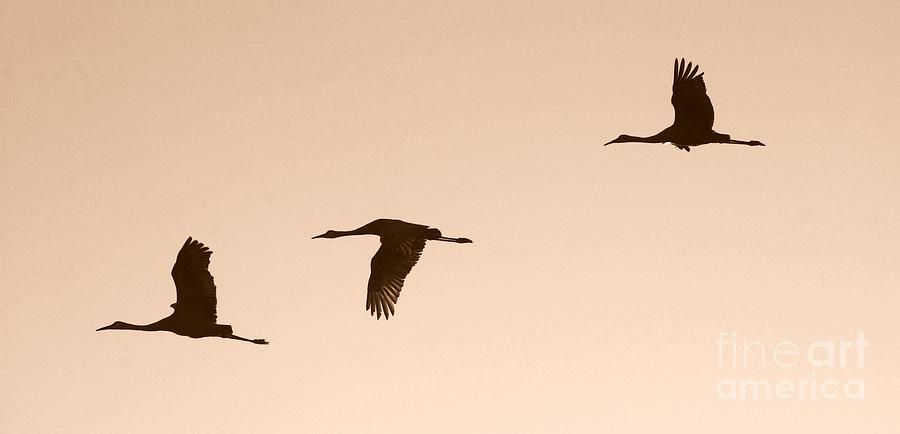 Bird Photograph - Sandhills in Flight in Sepia by Carol Groenen