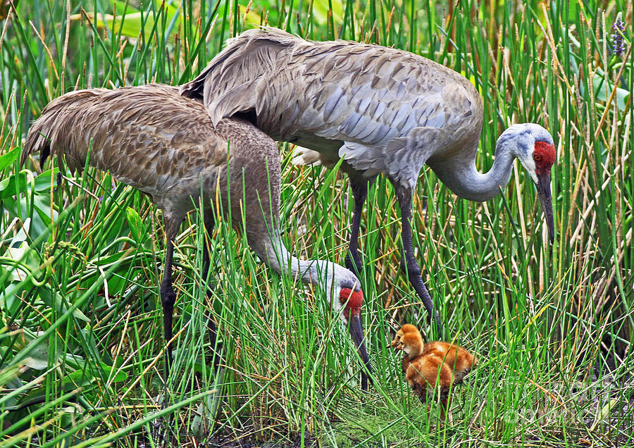 Florida Sandhill Cranes Newborns Photograph by Larry Nieland