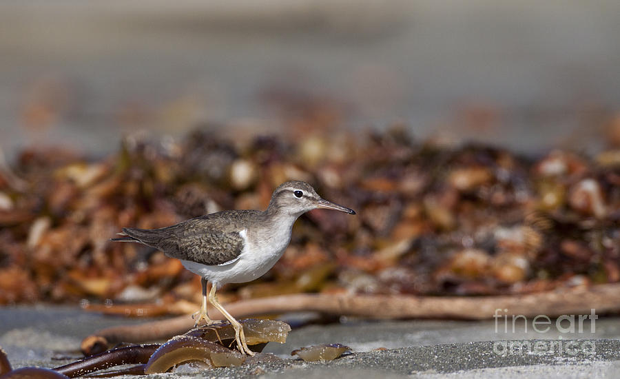 Sandpiper Photograph - Sandpiper along the beach  by Ruth Jolly